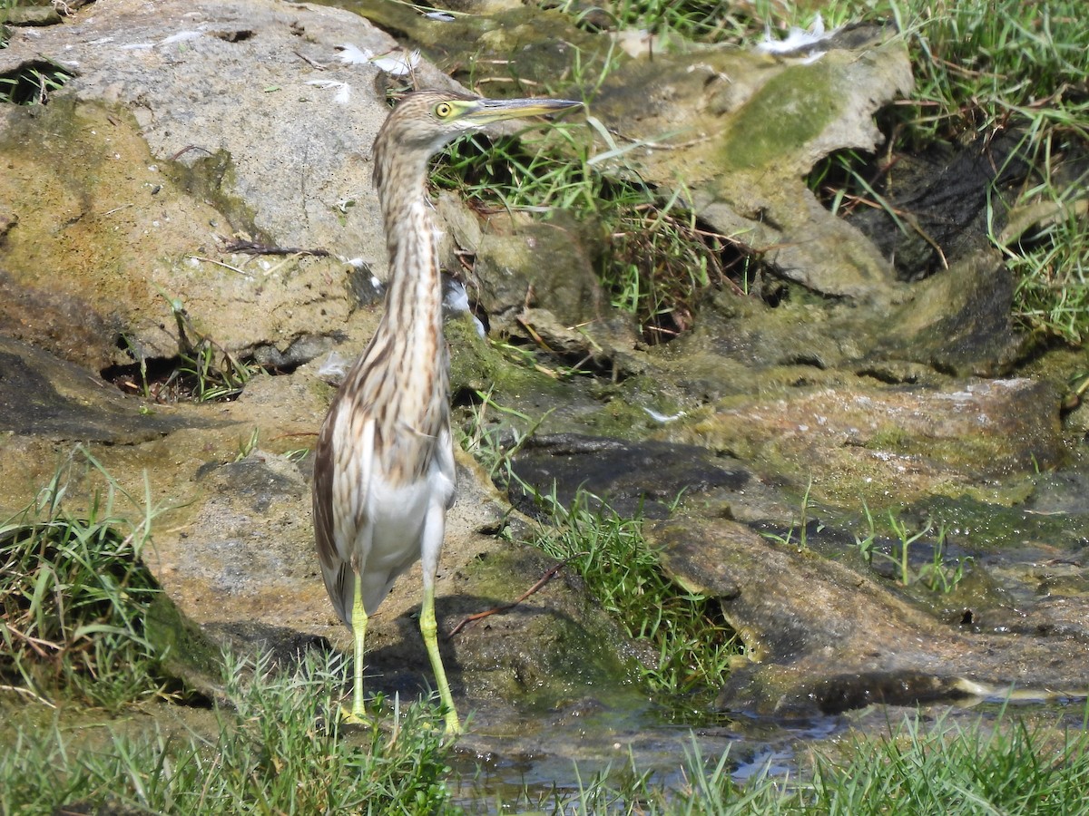 Indian Pond-Heron - ML647757317