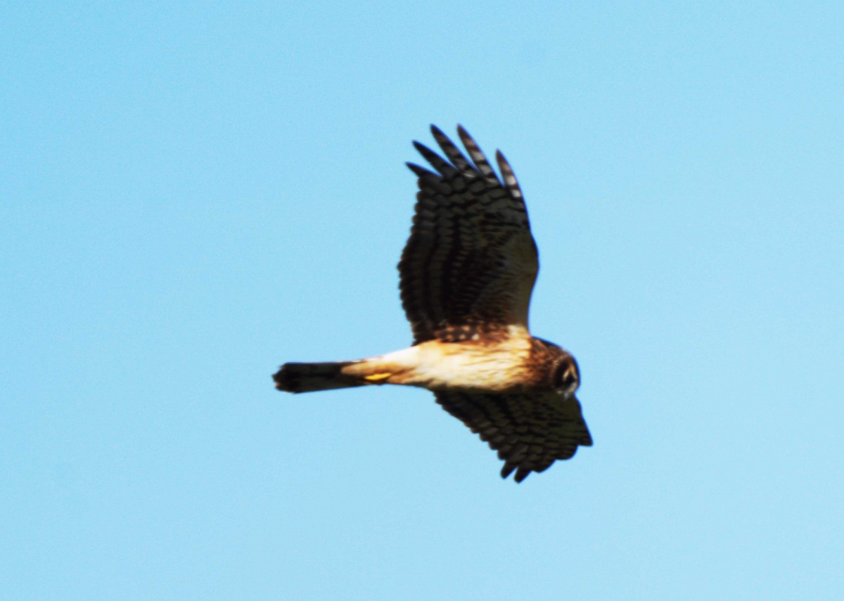 アメリカハイイロチュウヒ - ML647757367