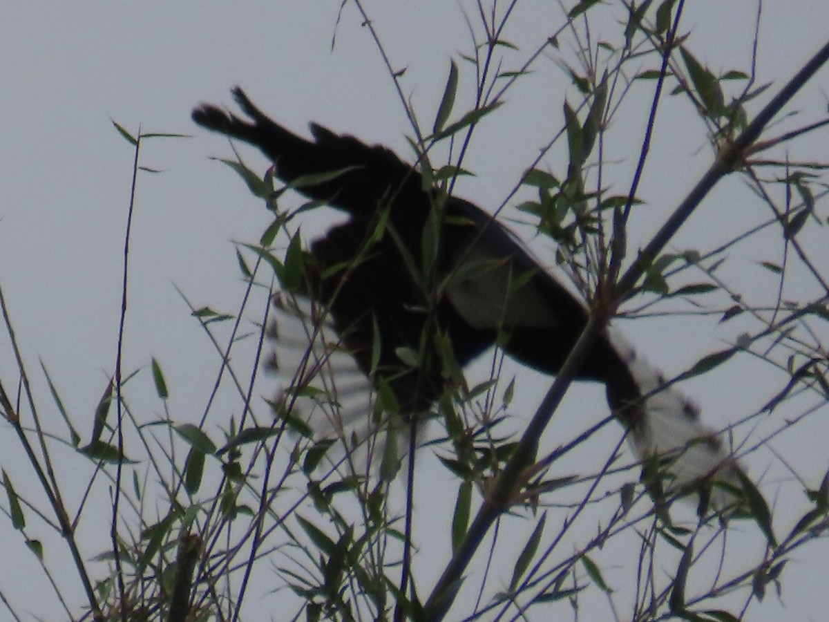 Oriental Magpie - ML647757371