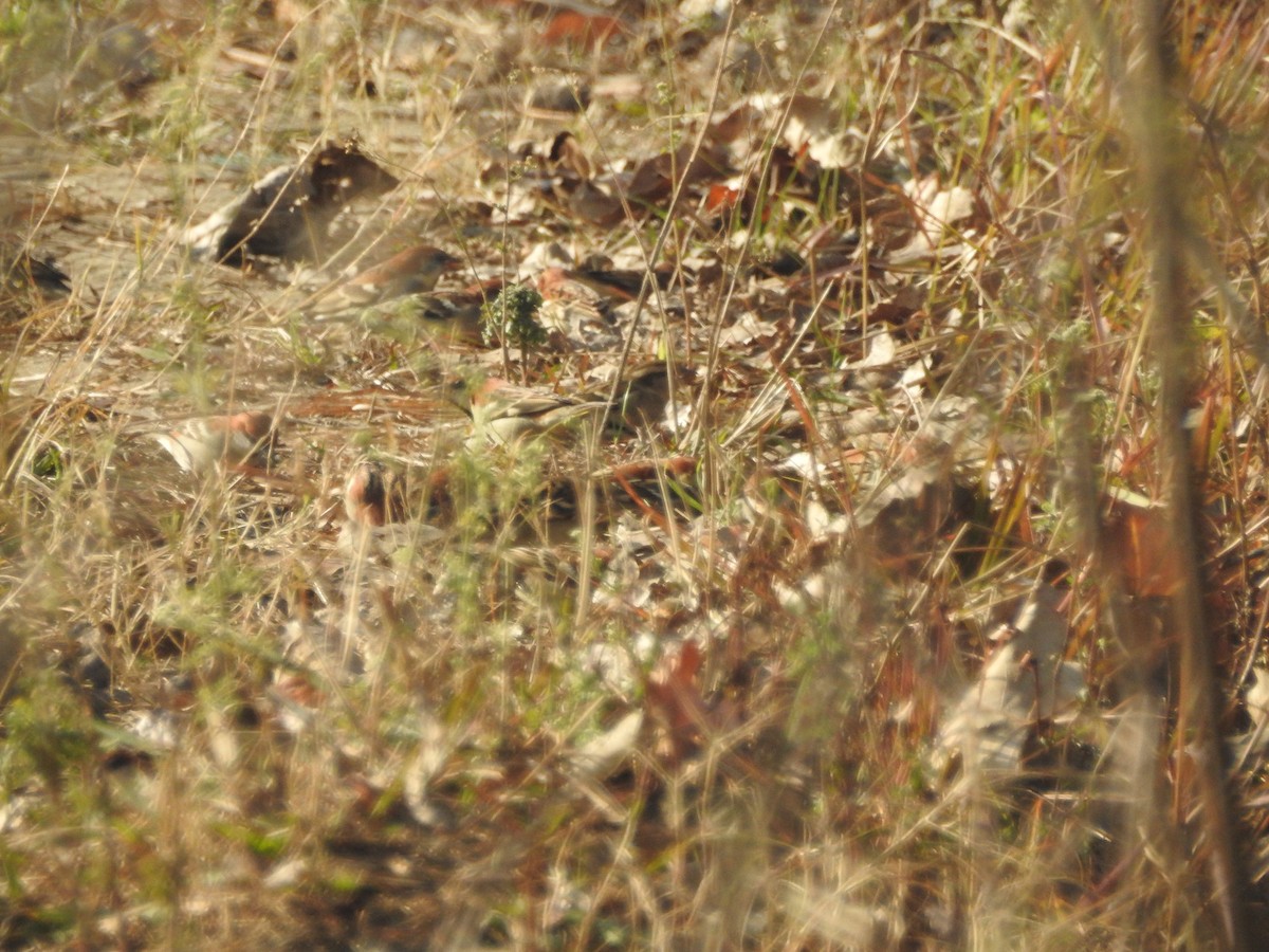 Russet Sparrow - ML647757411