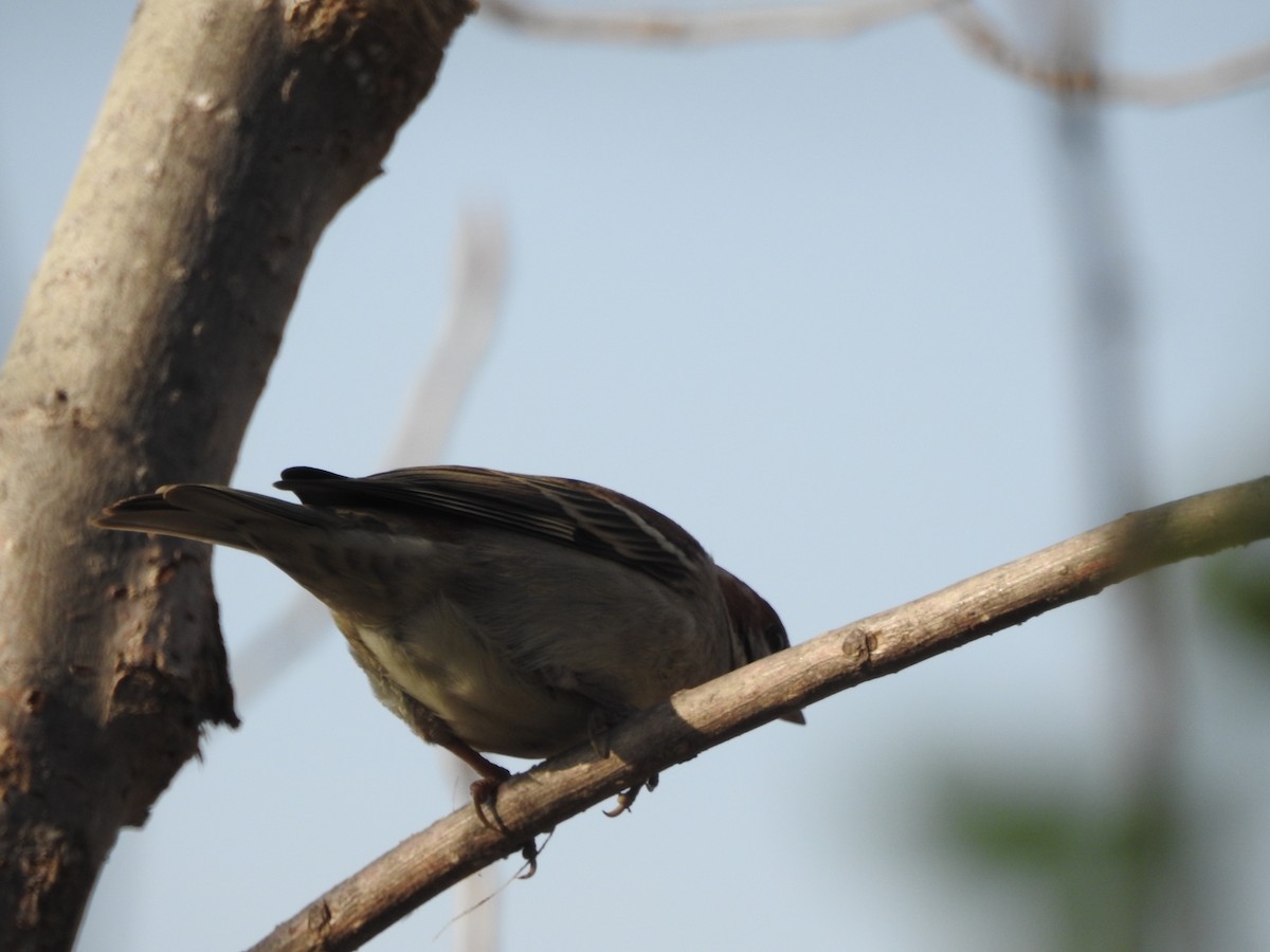 Russet Sparrow - ML647757432