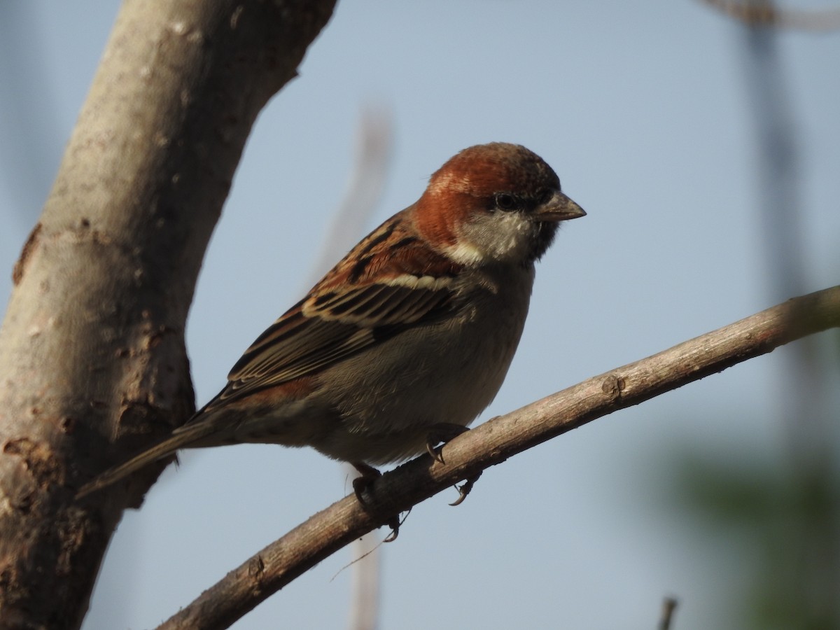Russet Sparrow - ML647757433