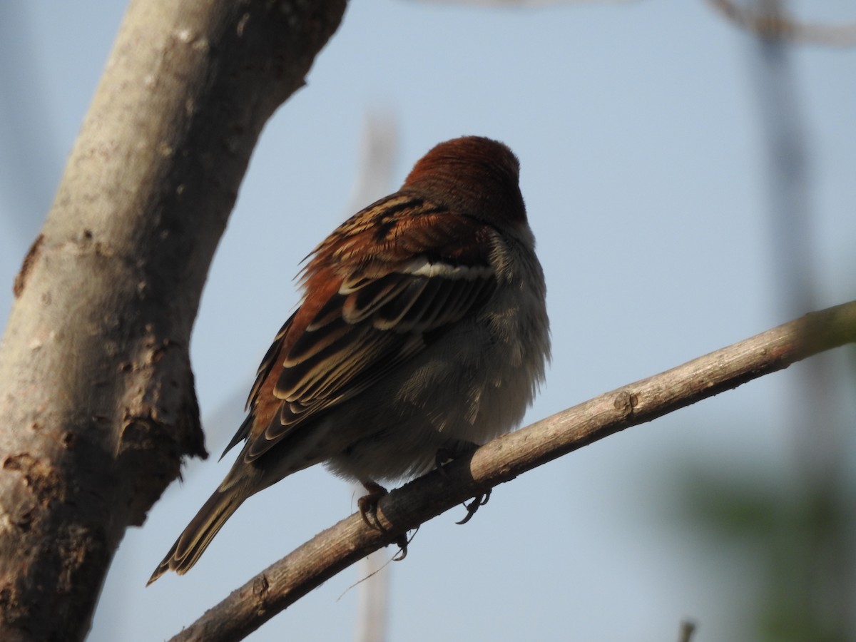 Russet Sparrow - ML647757434