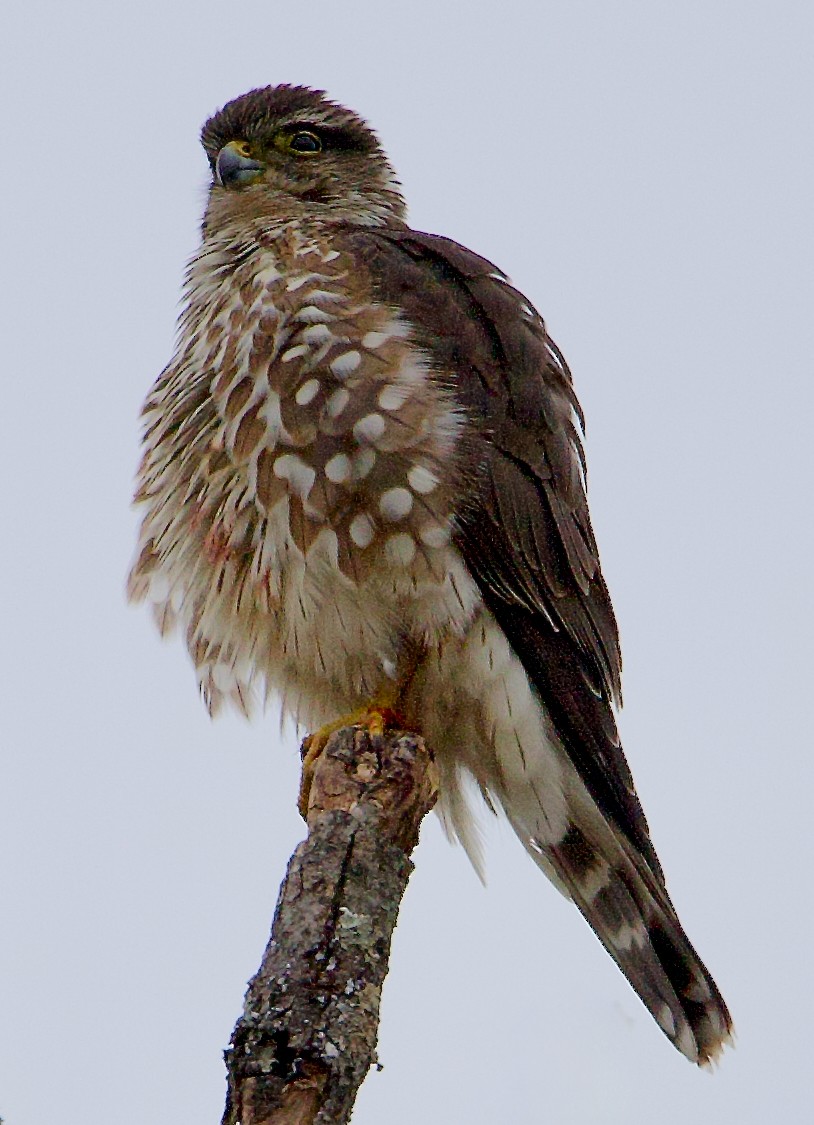 dřemlík tundrový - ML647757443