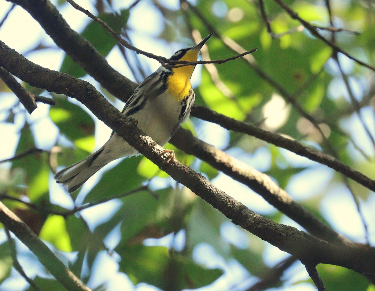 Paruline à gorge jaune - ML647757457