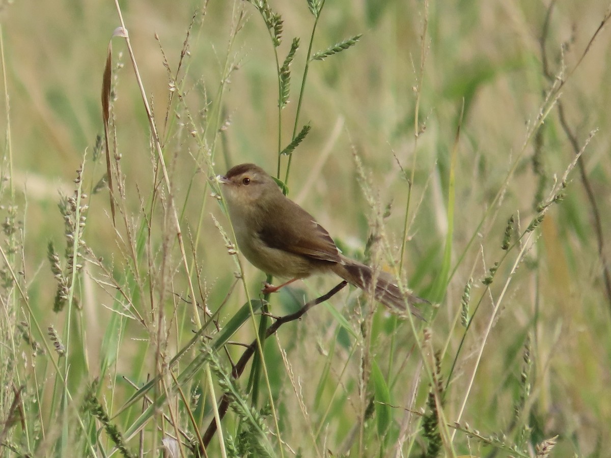 Prinia Sencilla - ML647757458