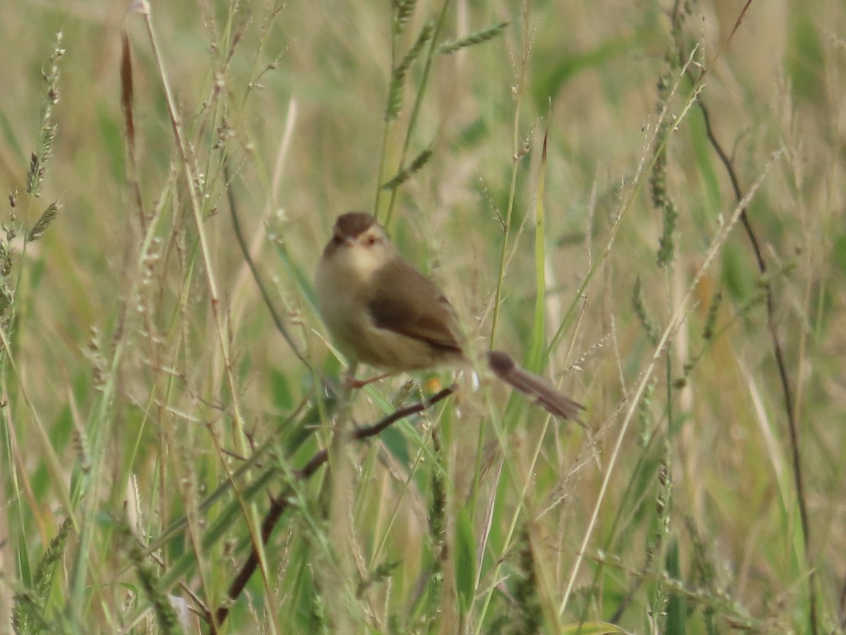 Prinia Sencilla - ML647757459