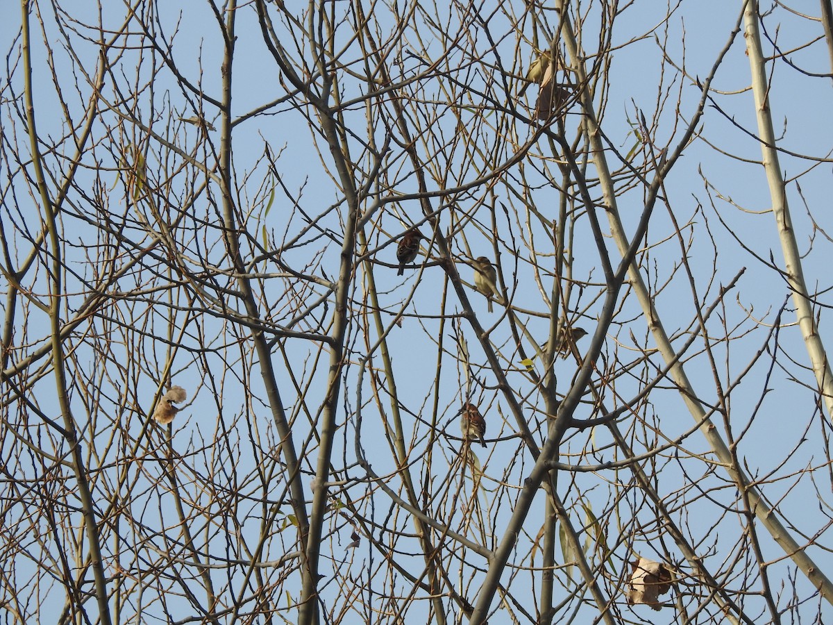 Russet Sparrow - ML647757460