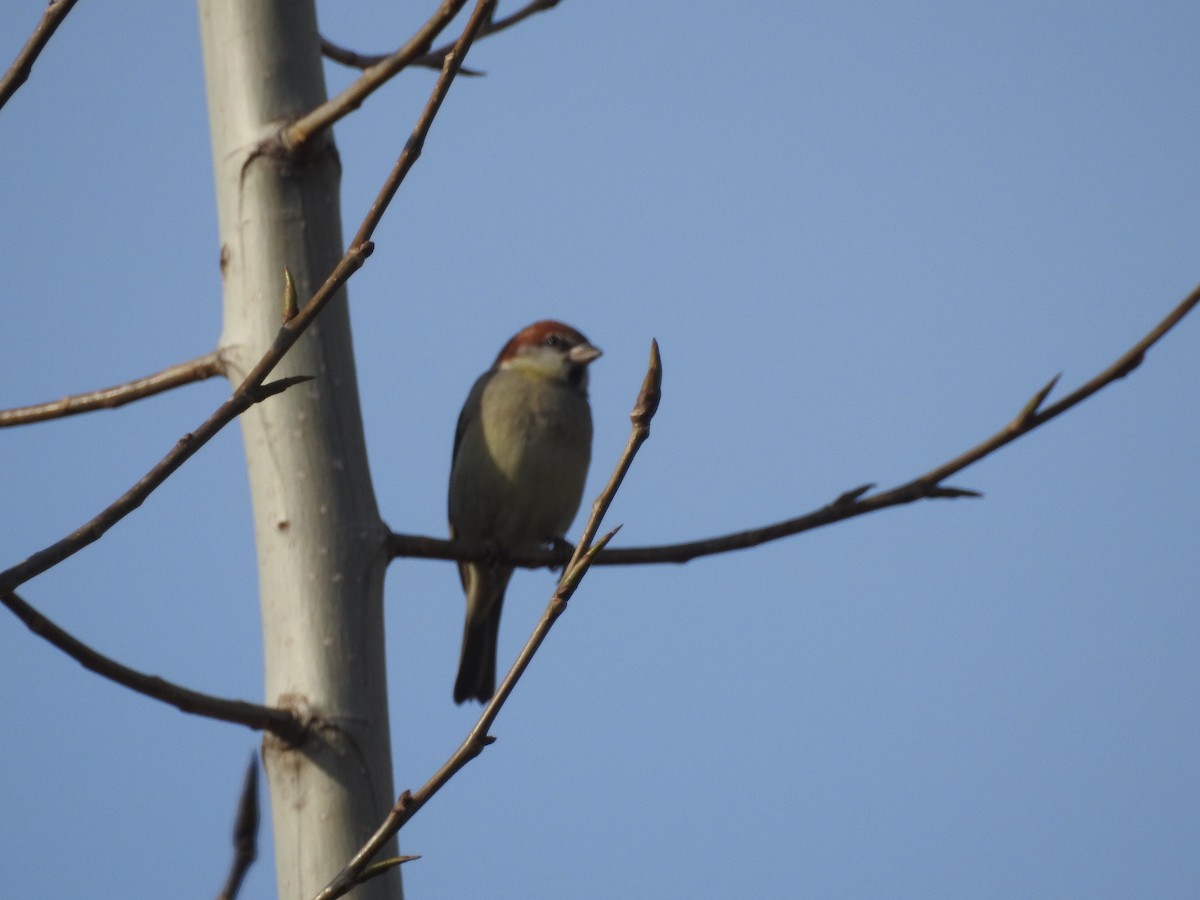 Russet Sparrow - ML647757461