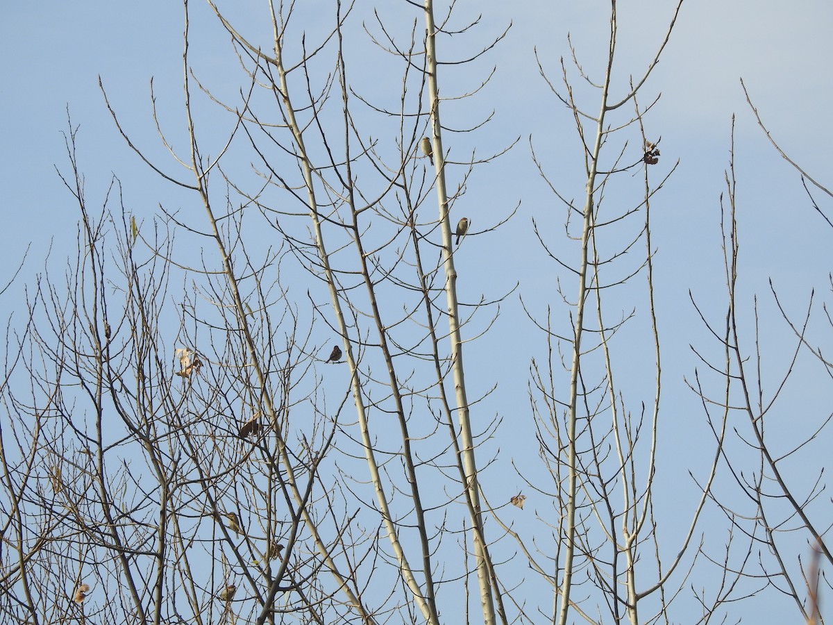 Russet Sparrow - ML647757464