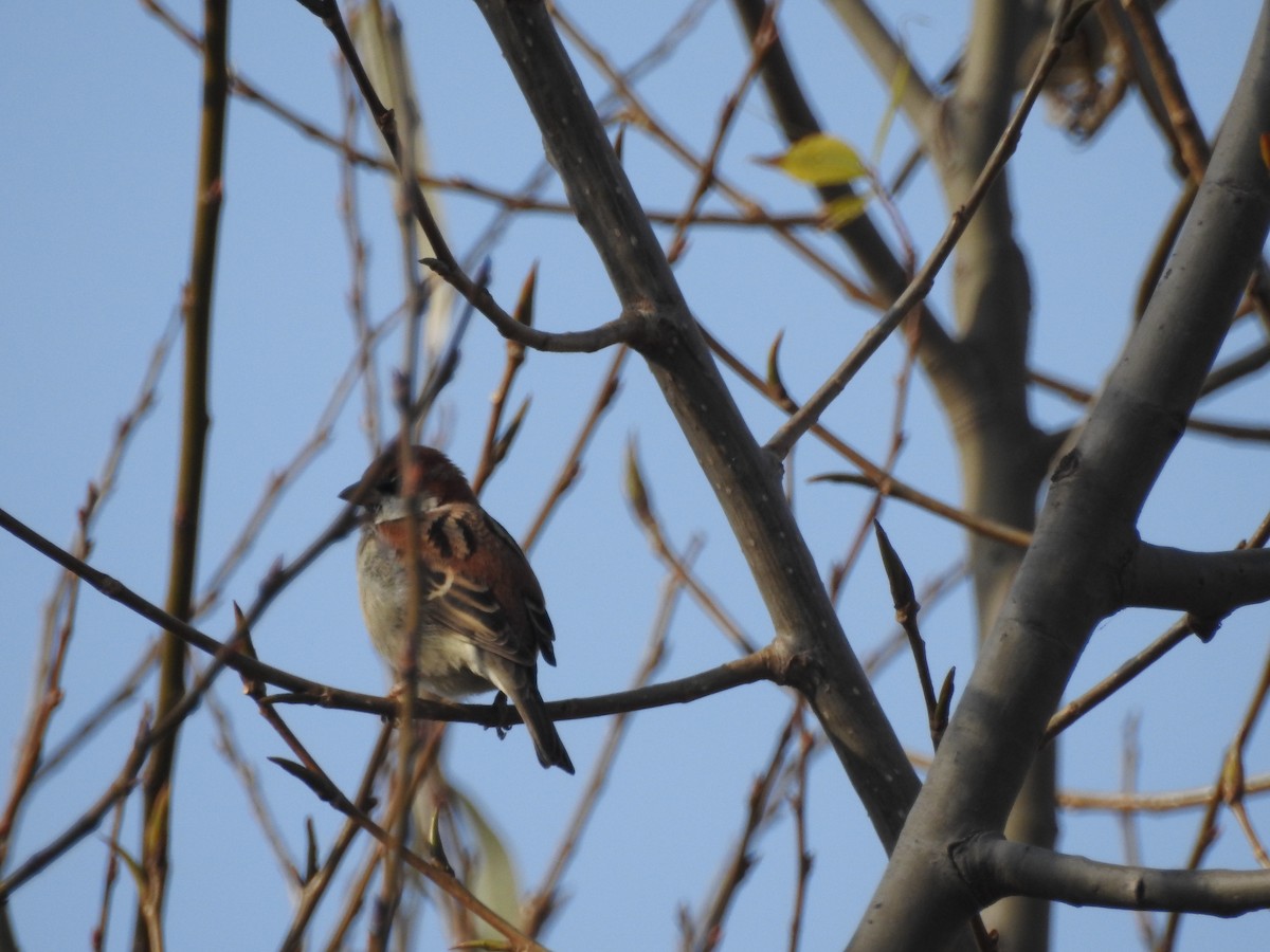 Russet Sparrow - ML647757465