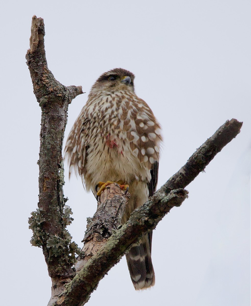 dřemlík tundrový - ML647757487