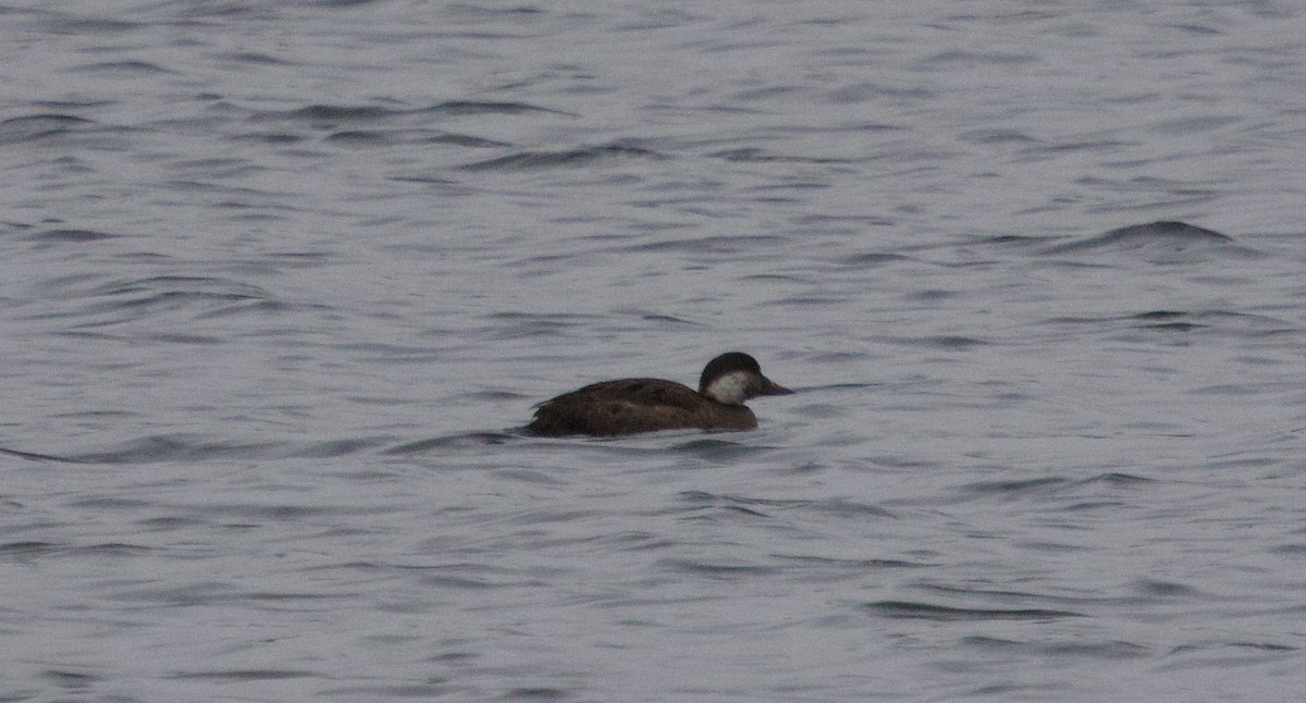 Common Scoter - ML647757503