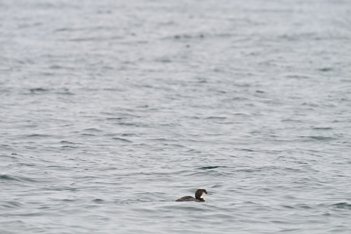 Common Loon - ML647757516