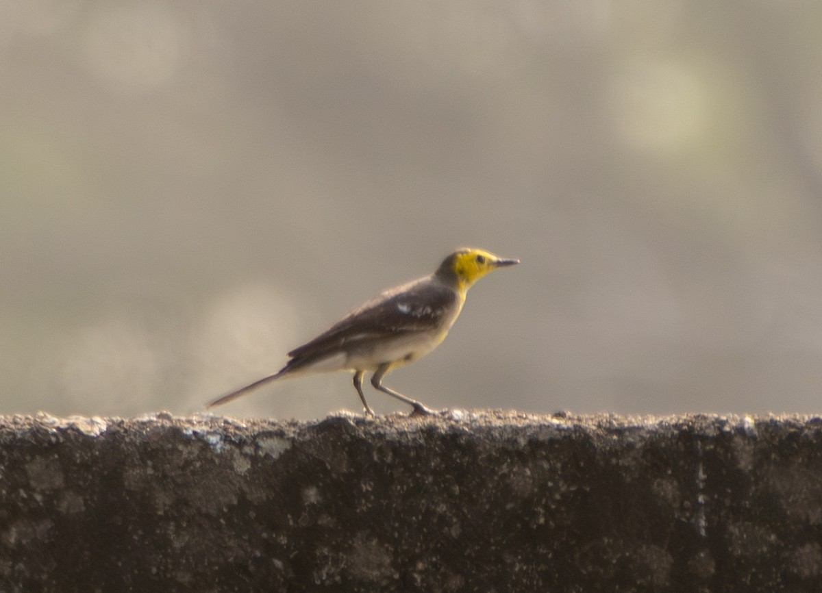 Citrine Wagtail - ML647757527