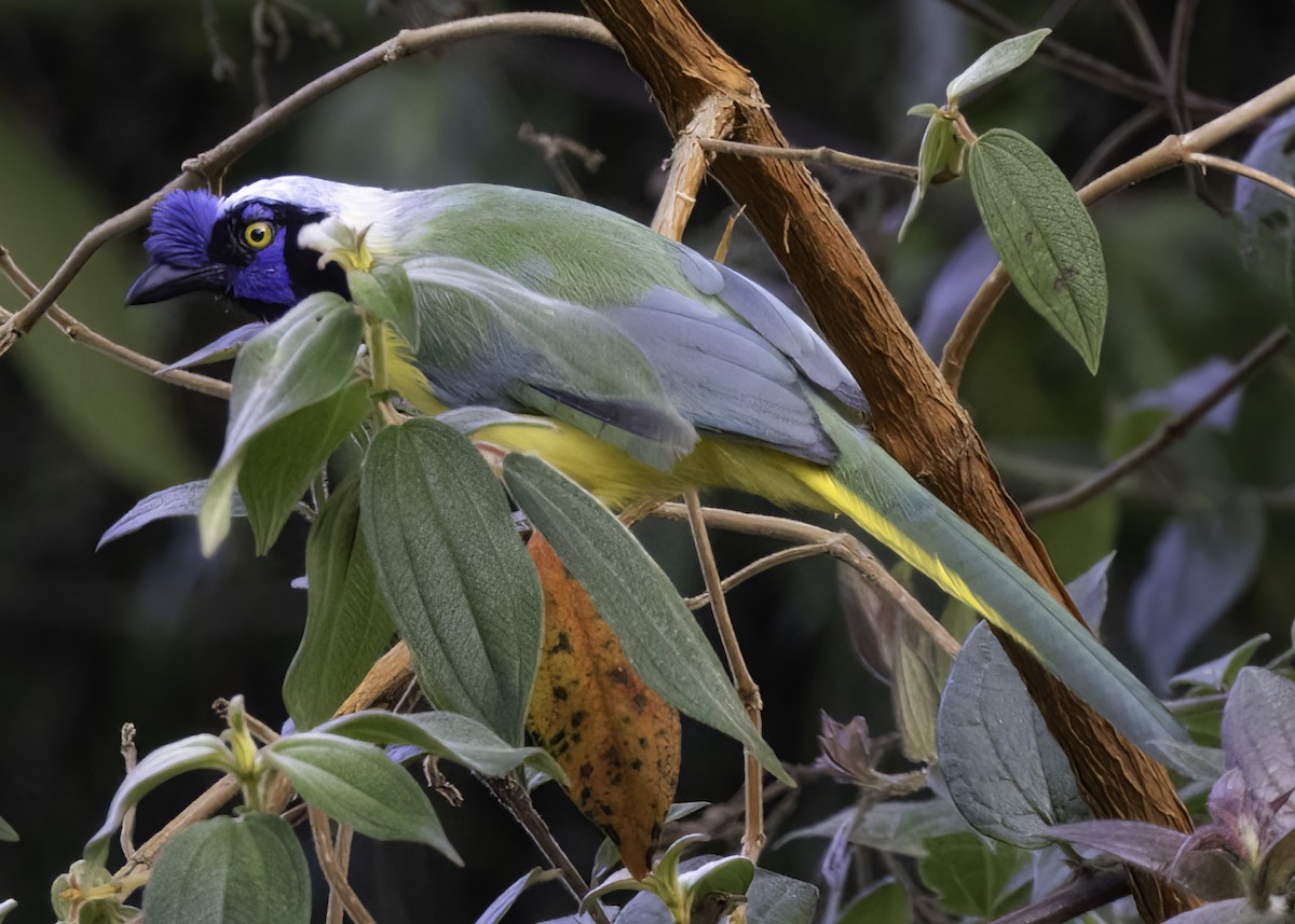 インカサンジャク - ML647757528