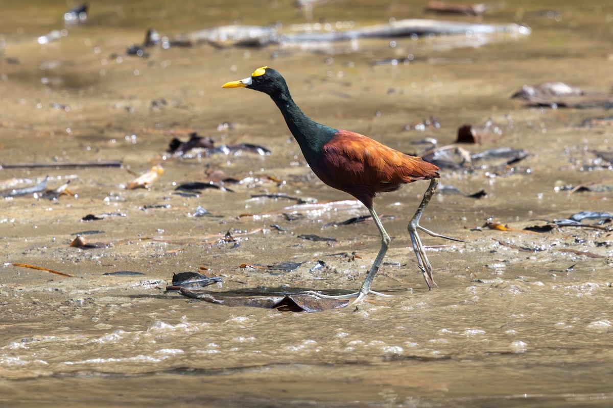 アメリカレンカク - ML647757572