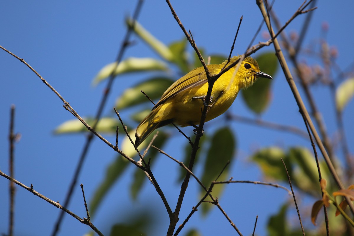 キマユヒヨドリ - ML647757589