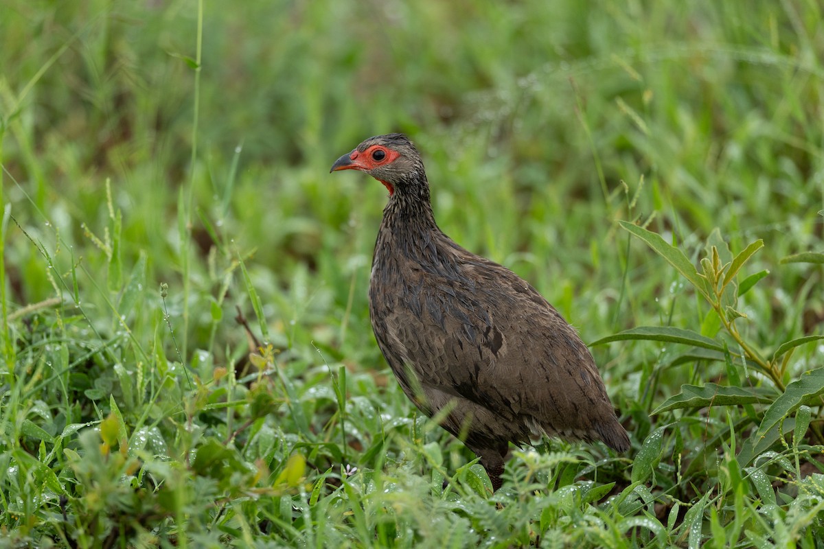 クロアシアカノドシャコ - ML647757590