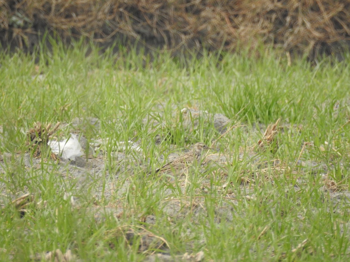 ヒバリ - ML647757593