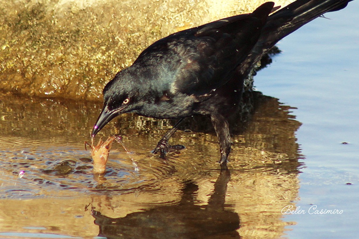 オナガクロムクドリモドキ - ML647757596