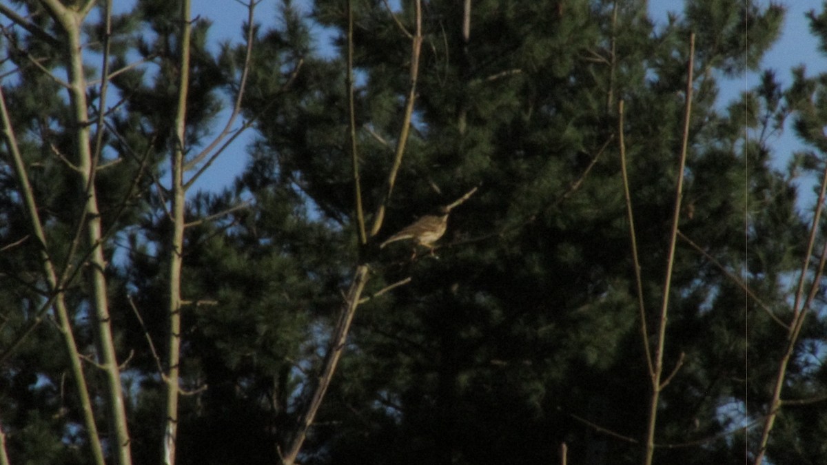 マキバタヒバリ - ML647757598