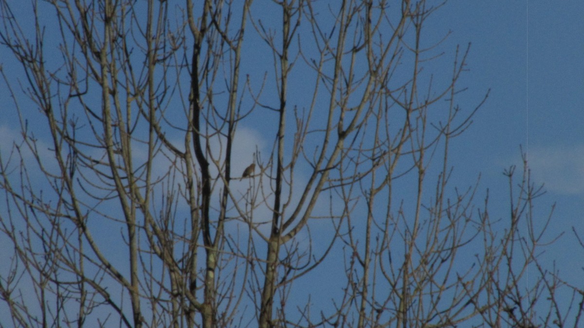 マキバタヒバリ - ML647757599