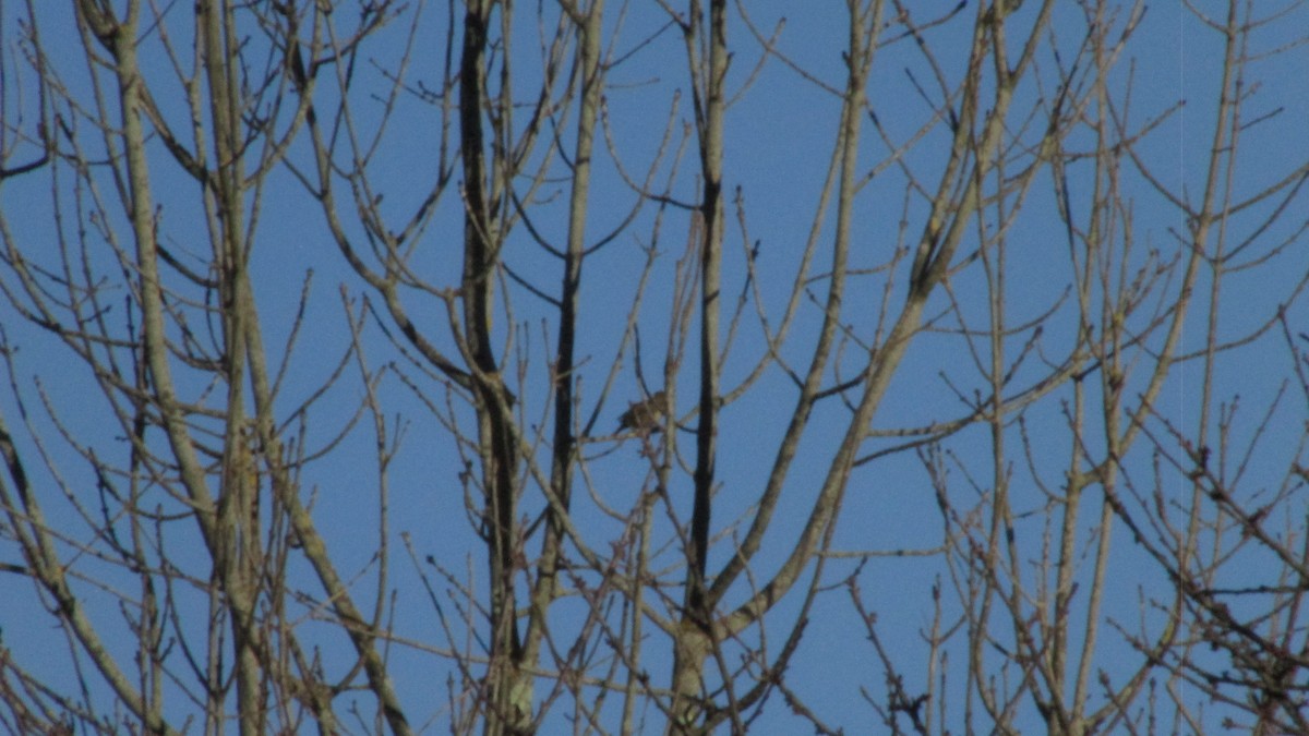 マキバタヒバリ - ML647757600