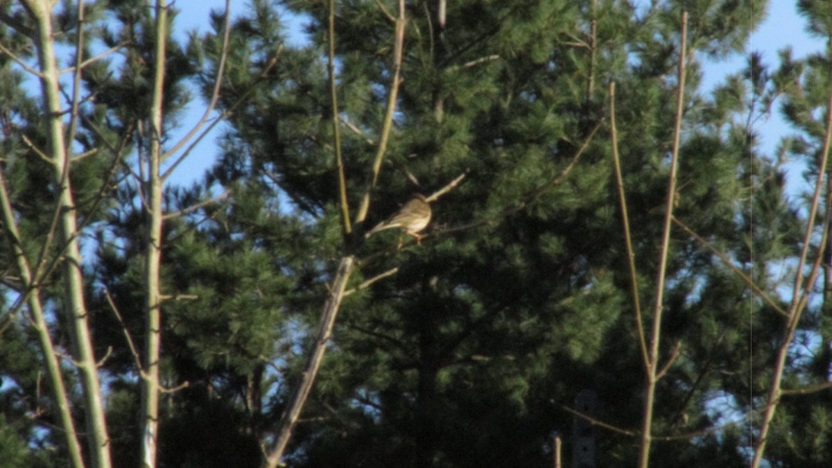 マキバタヒバリ - ML647757601