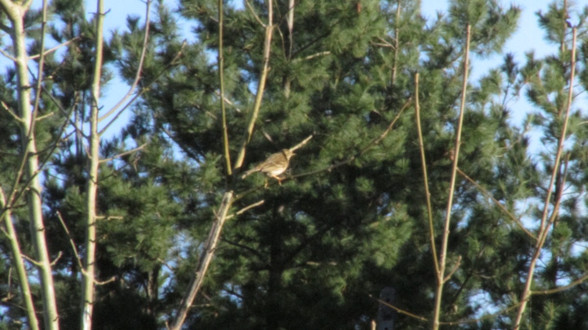 マキバタヒバリ - ML647757602