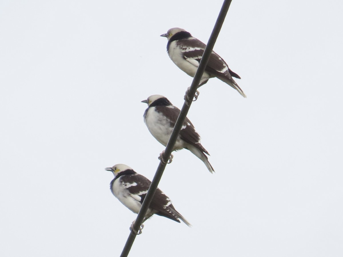 クビワムクドリ - ML647757603