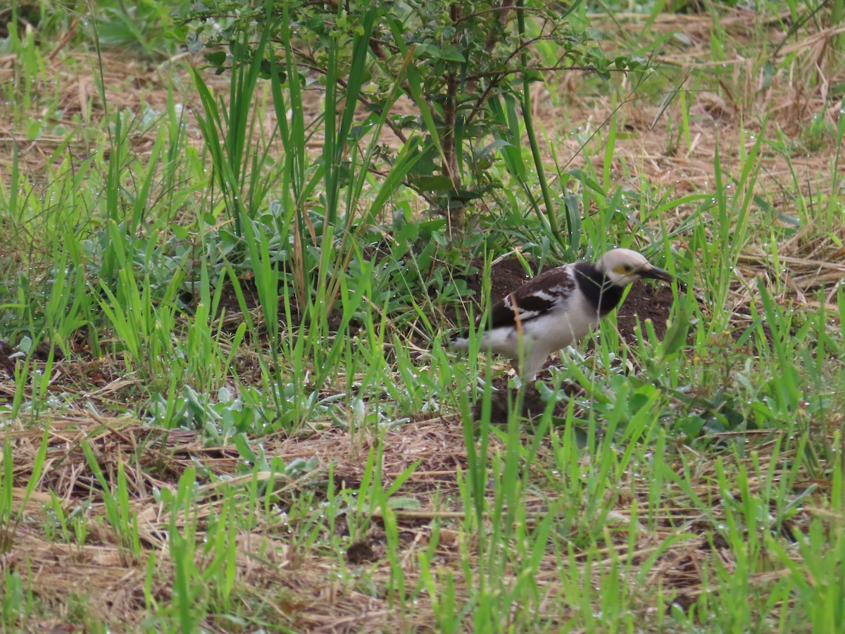 クビワムクドリ - ML647757605