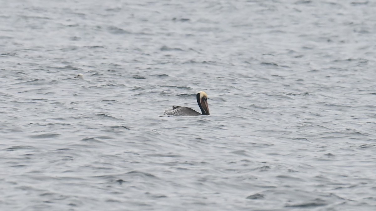 カッショクペリカン - ML647757606