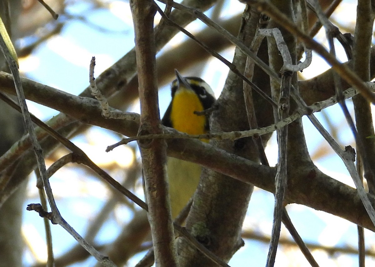 キノドアメリカムシクイ - ML647757609