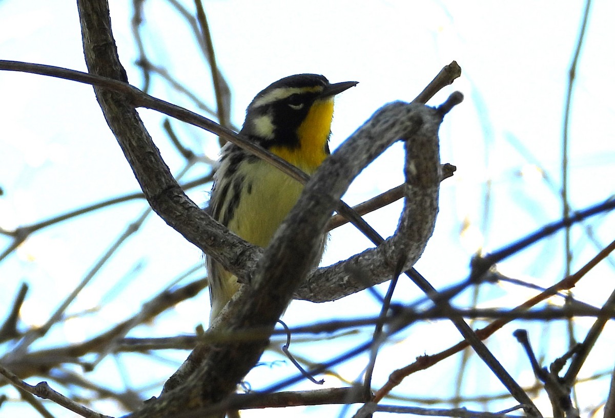 キノドアメリカムシクイ - ML647757610