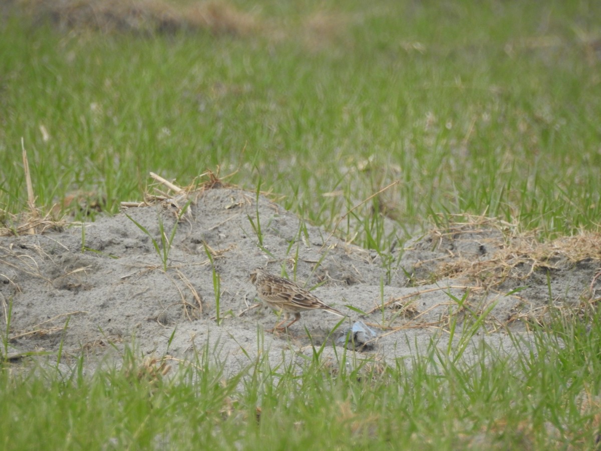 ヒバリ - ML647757611