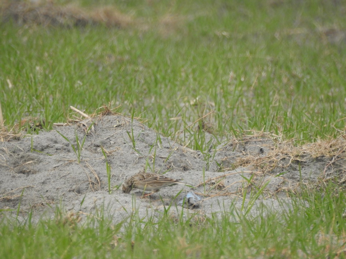 ヒバリ - ML647757612