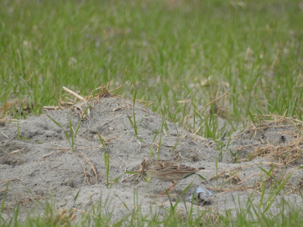 ヒバリ - ML647757613