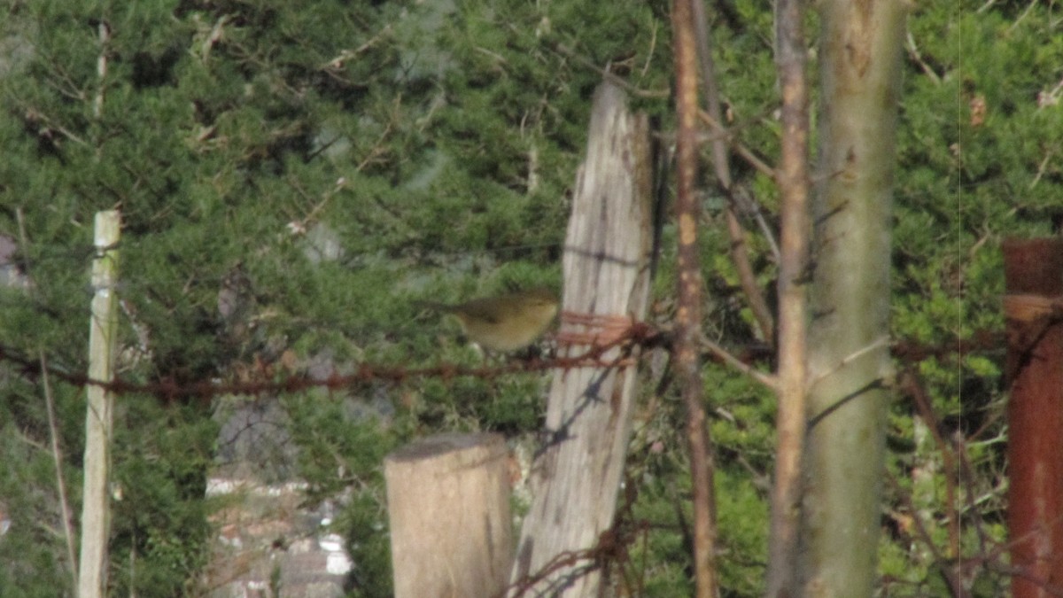 チフチャフ（collybita グループ） - ML647757615