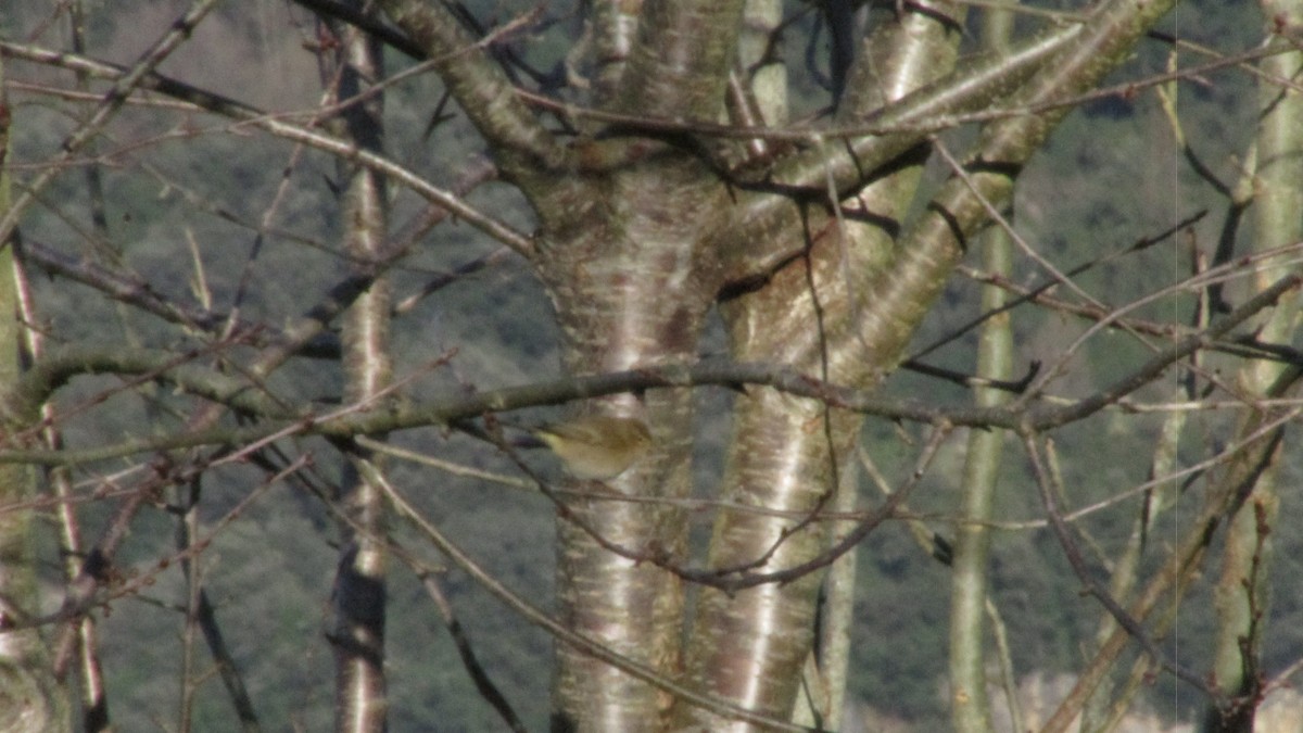 チフチャフ（collybita グループ） - ML647757616