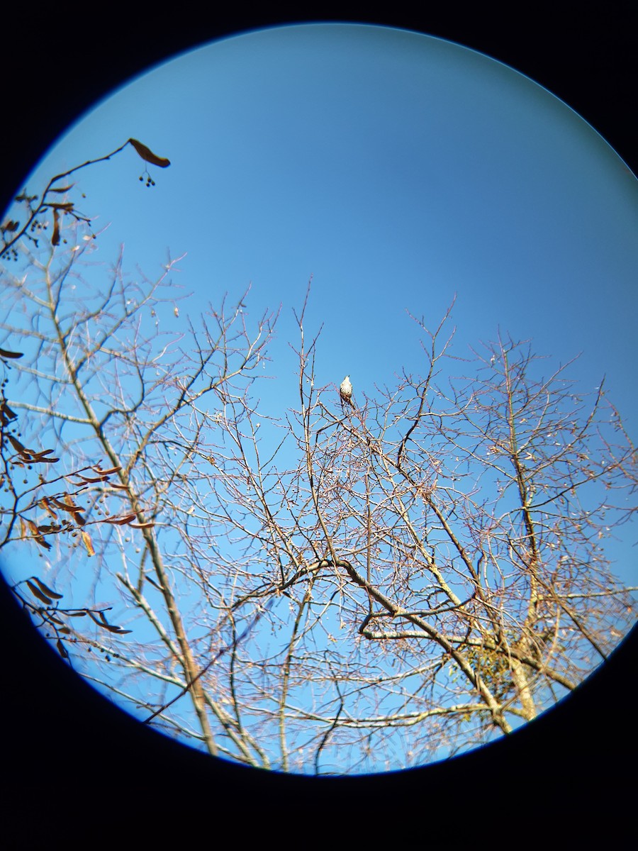 ヤドリギツグミ - ML647757618