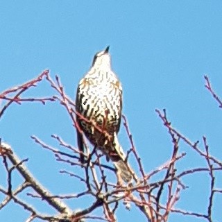 drozd brávník - ML647757647