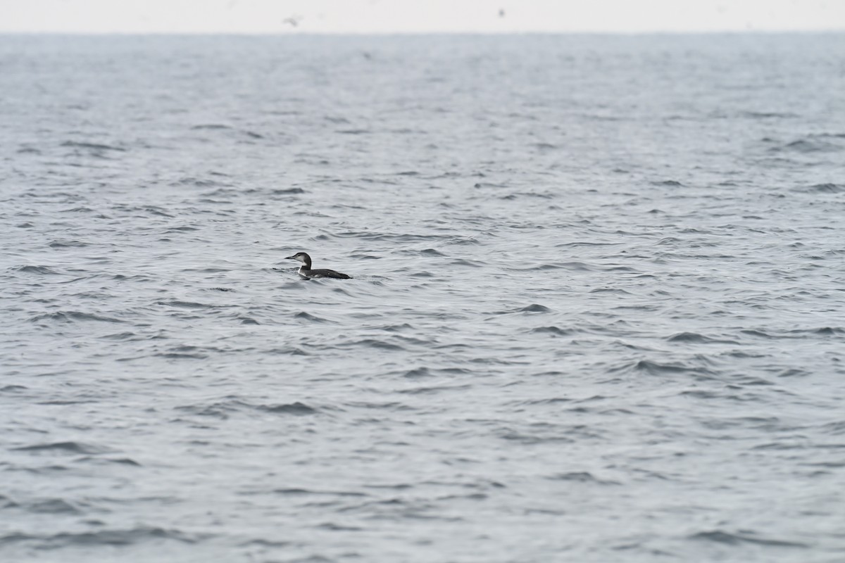 Common Loon - ML647757662