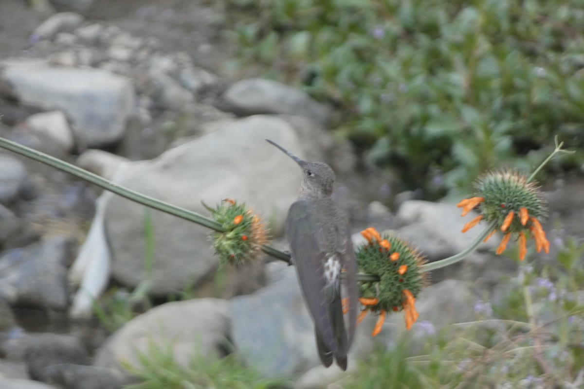 Giant Hummingbird - ML647757732