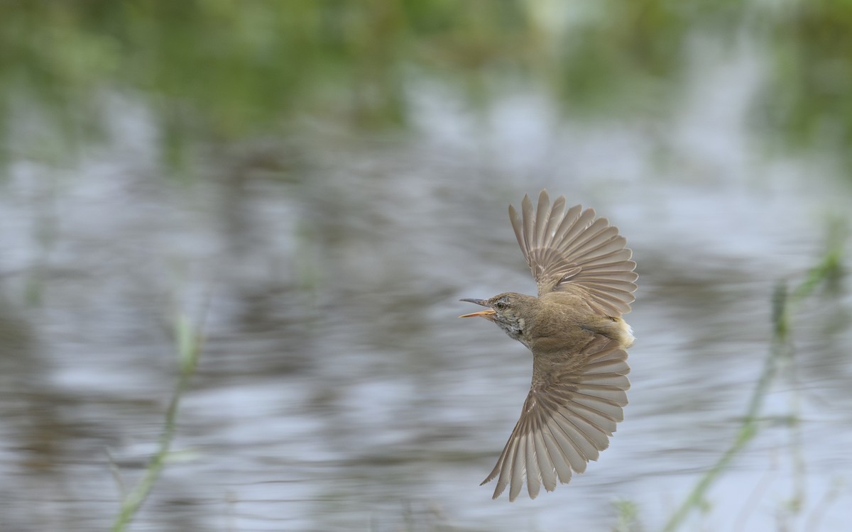 Өмнөдийн охил бялзуухай - ML647757747