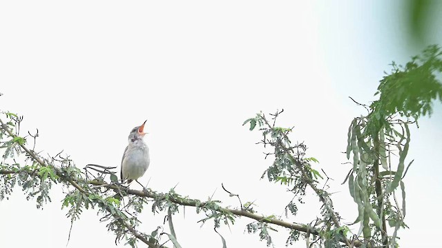 Өмнөдийн охил бялзуухай - ML647757749