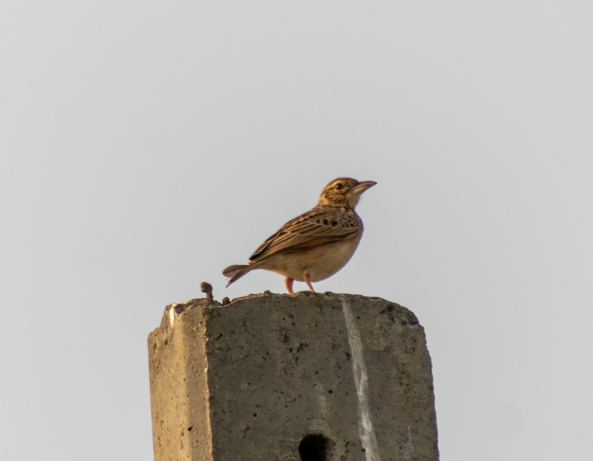 Jerdon's Bushlark - ML647757767