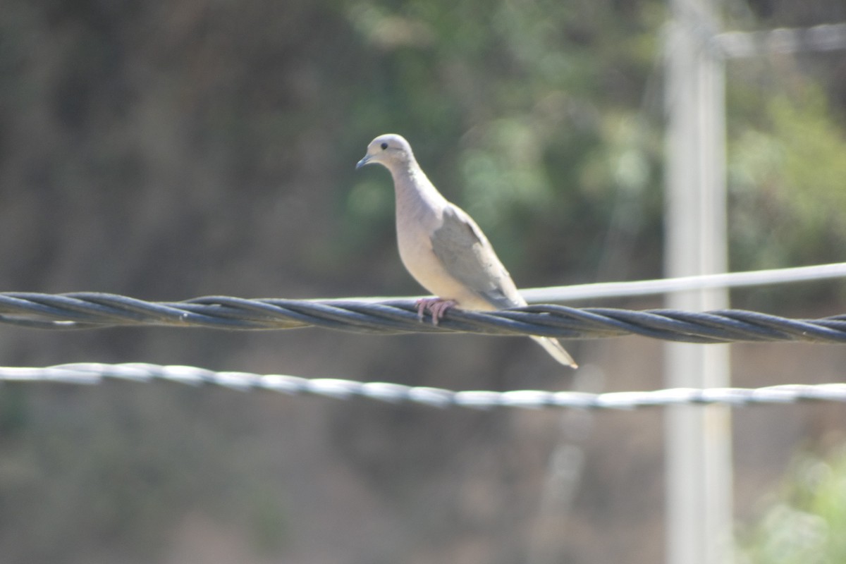White-tipped Dove - ML647757768