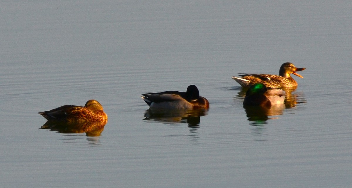 綠頭鴨 - ML647757771