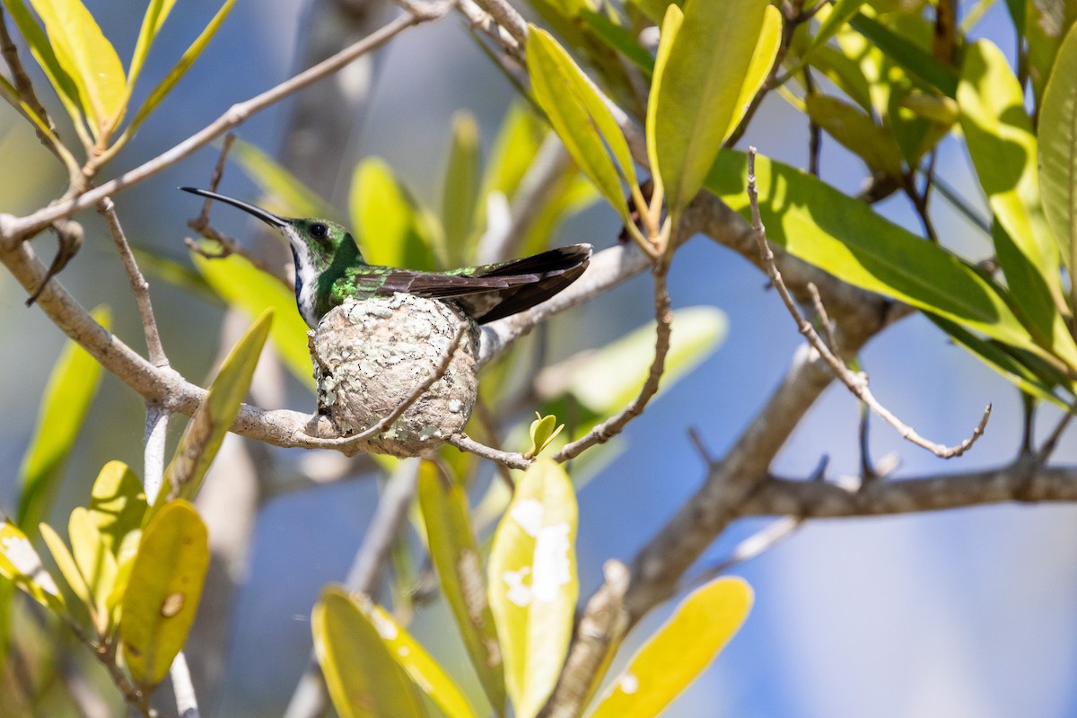Mangrove Hummingbird - ML647757784